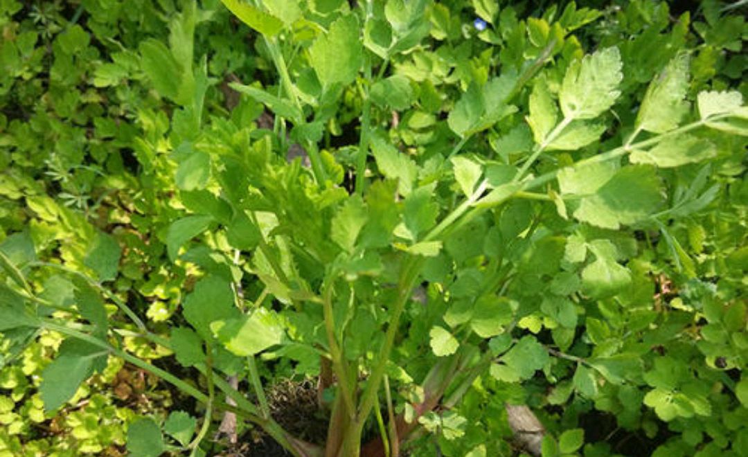 几种春天的野菜,你吃过吗?__财经头条