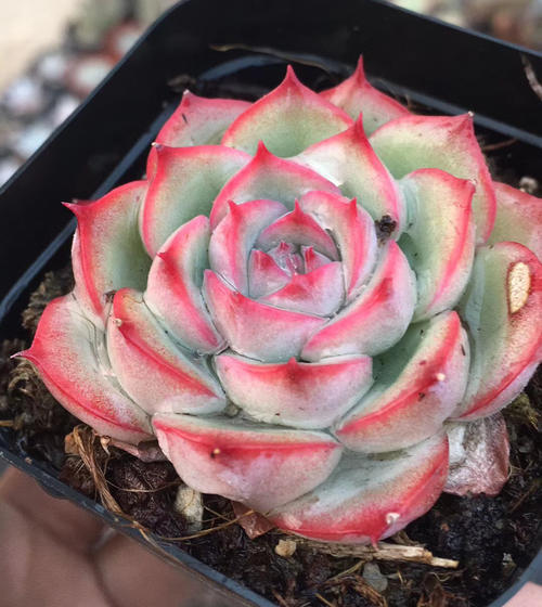 喜欢多肉养一盆侧影,好养饱满带红边,新手也能随便养!__财经头条