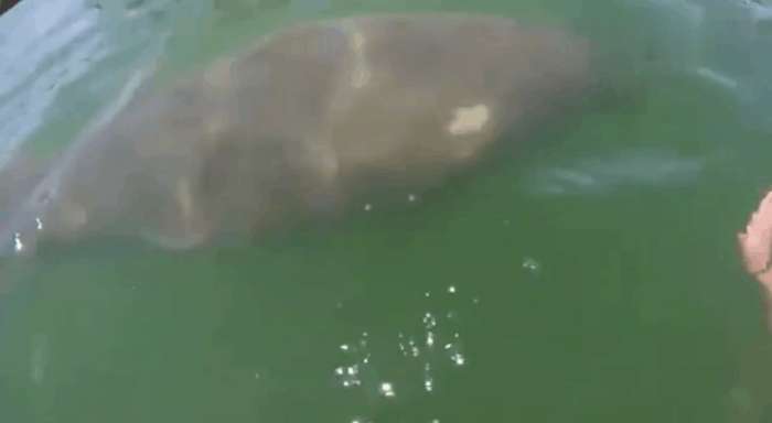 女子海里游泳被不明生物盯上,吓的她在水中不知所措休闲区蓝鸢梦想 - Www.slyday.coM 女子海里游泳被不明生物盯上,吓的她在水中不知所措休闲区蓝鸢梦想 - Www.slyday.coM