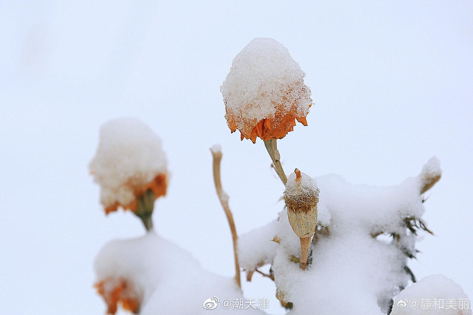 雪中花(by@静和美丽 )