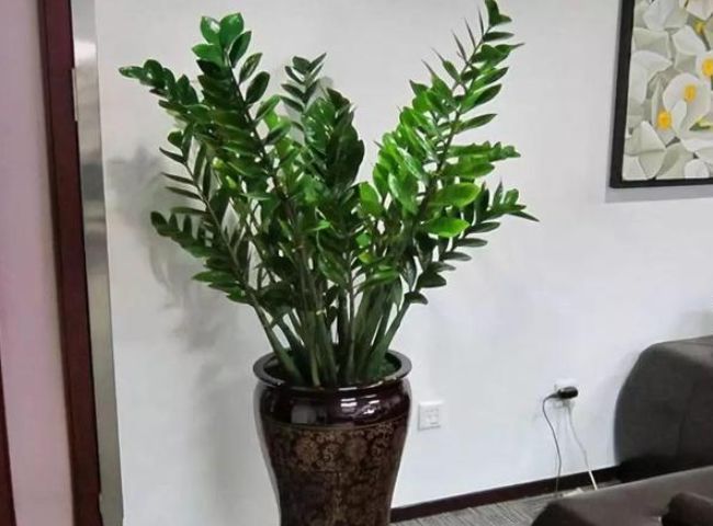 正月二十二，不管有钱没钱也要摆上4种招财花，寓意牛年越过越顺休闲区蓝鸢梦想 - Www.slyday.coM