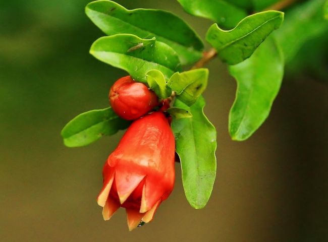 正月二十二，不管有钱没钱也要摆上4种招财花，寓意牛年越过越顺休闲区蓝鸢梦想 - Www.slyday.coM