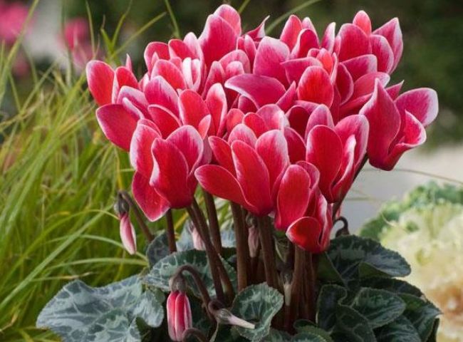 正月二十二，不管有钱没钱也要摆上4种招财花，寓意牛年越过越顺休闲区蓝鸢梦想 - Www.slyday.coM