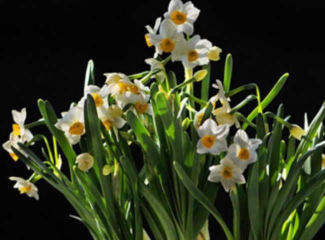 正月二十二，不管有钱没钱也要摆上4种招财花，寓意牛年越过越顺休闲区蓝鸢梦想 - Www.slyday.coM