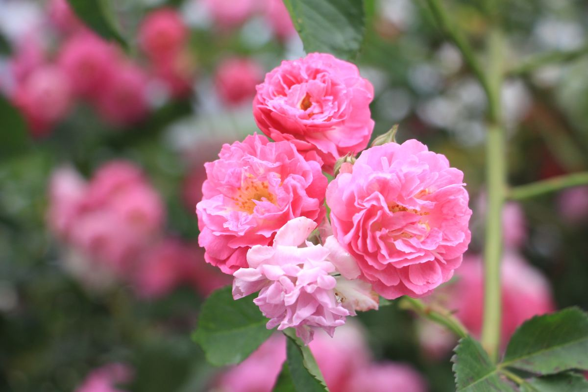 养护蔷薇花,分分钟开成大花丛!