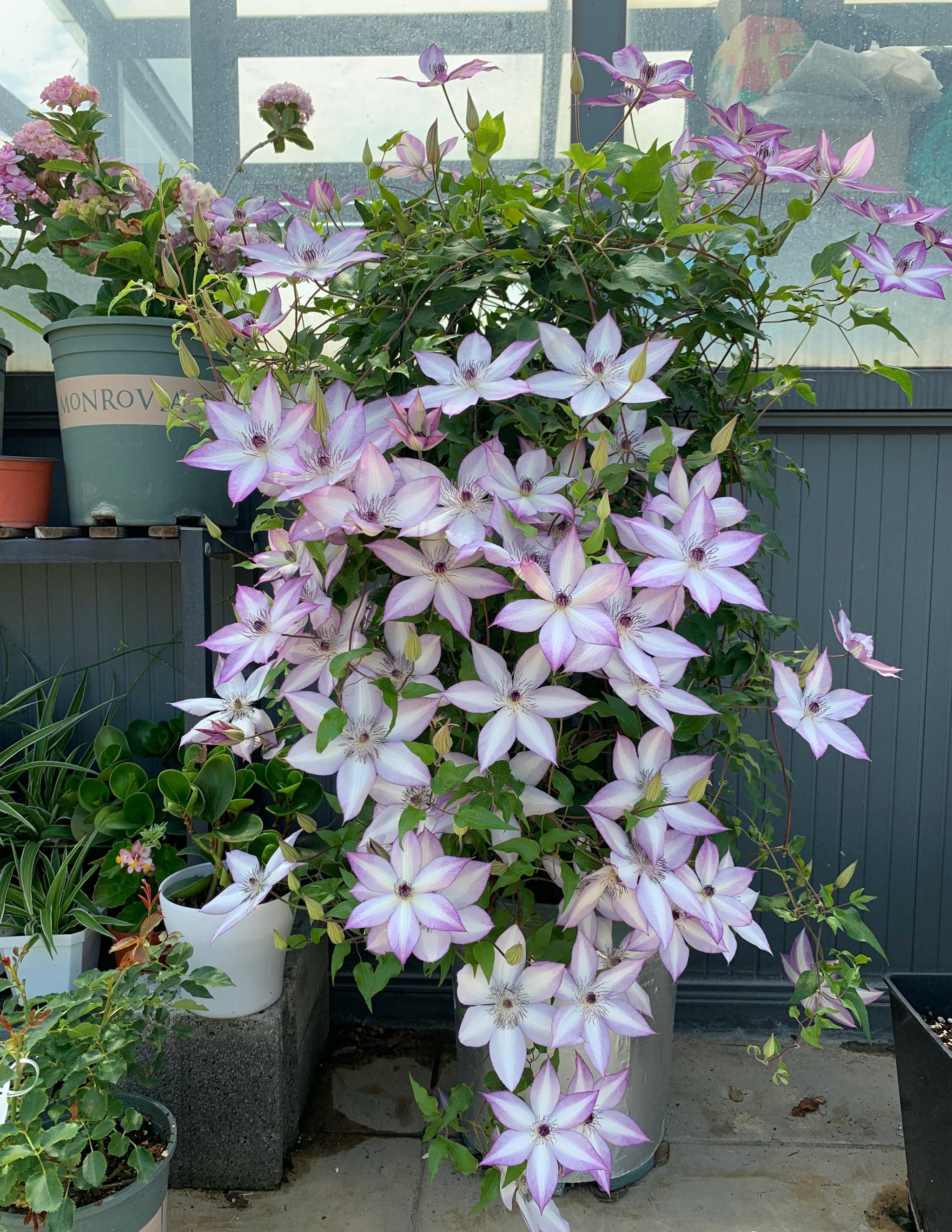 关于花枝俏,喷完后需要给花卉特殊照顾吗?