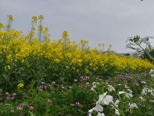 江西農業大學培育出38種油菜花傳統方式改變還是有重大意義