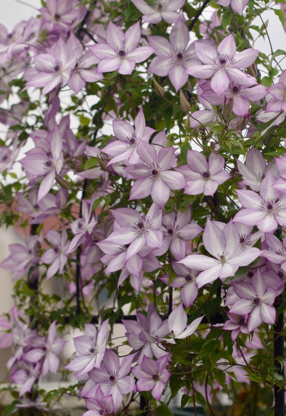 乌托邦能在阳台上养的铁线莲花量巨大