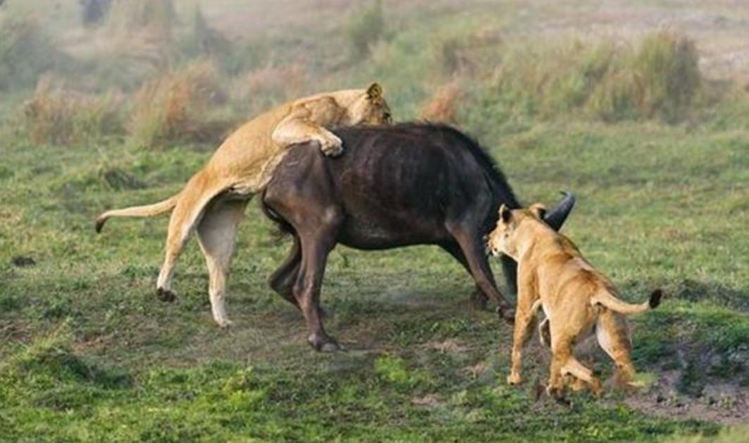 北非公牛vs狮子图片