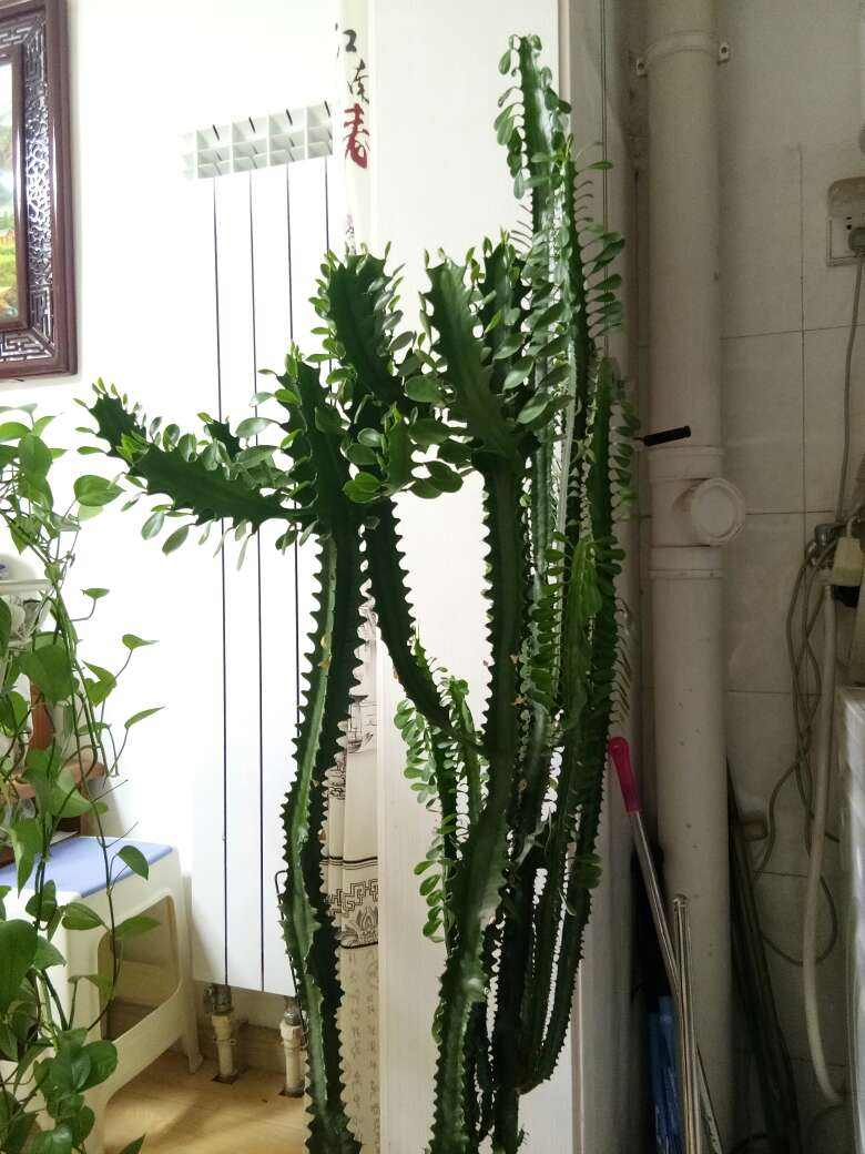 龙骨被誉为镇宅树做好4点养护技巧长得又高又旺盛