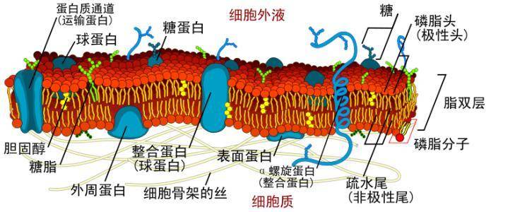 细胞膜是一种选择透过性膜,可以让水分子自由通过,细胞膜也主动选择