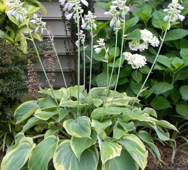 耐阴的5种开花植物,给点散射光就行!