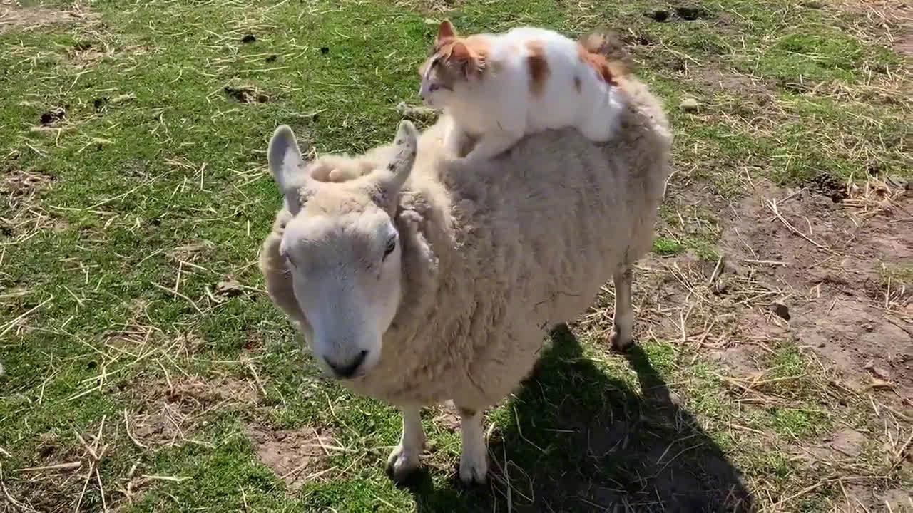 乐意让喵喵在身上踩奶的羊咩咩