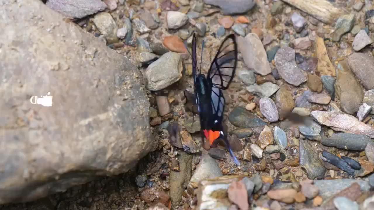 摄影师(pedromariposa)镜头下的红臀凤蚬蝶