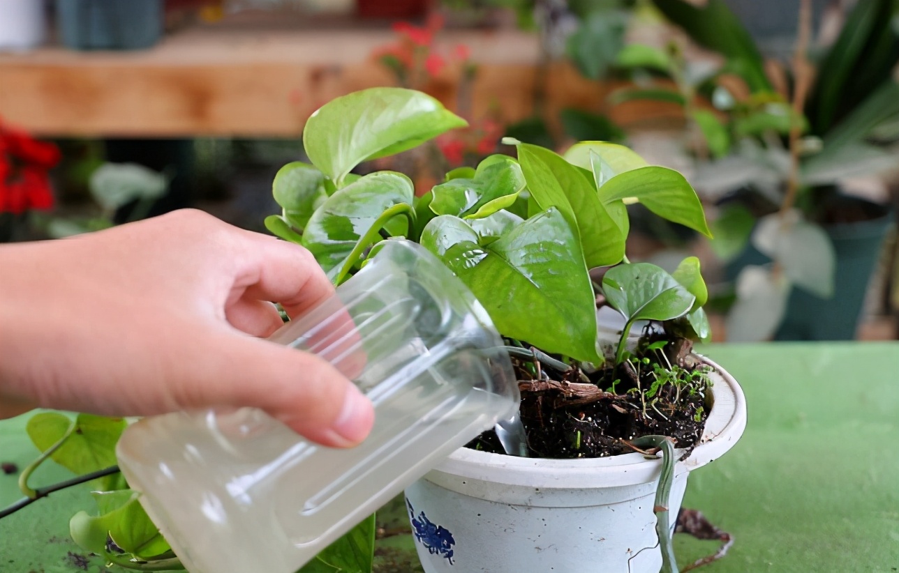 养花"4种水",胜过千种肥,不用花钱买肥料,在家自己就能制作