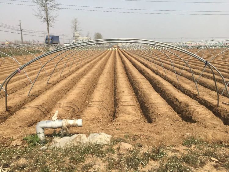 种大姜开沟多深合适沟宽沟距是多少来看亩产过万的经验