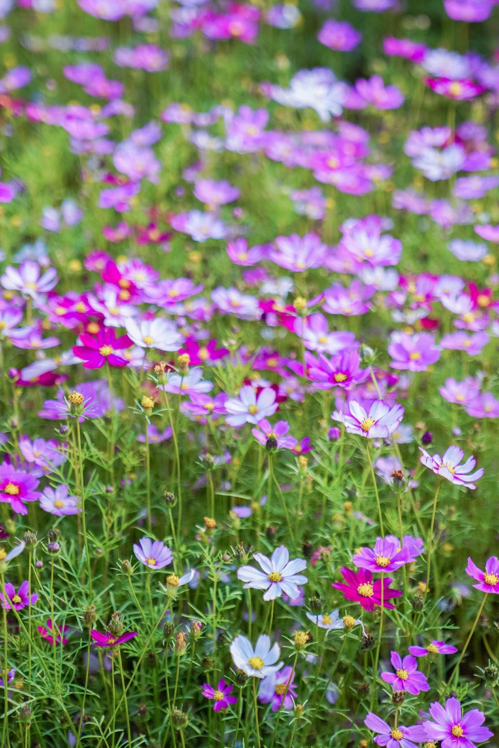 广州有片最适合踏青的花海快来一起看春天最美的样子