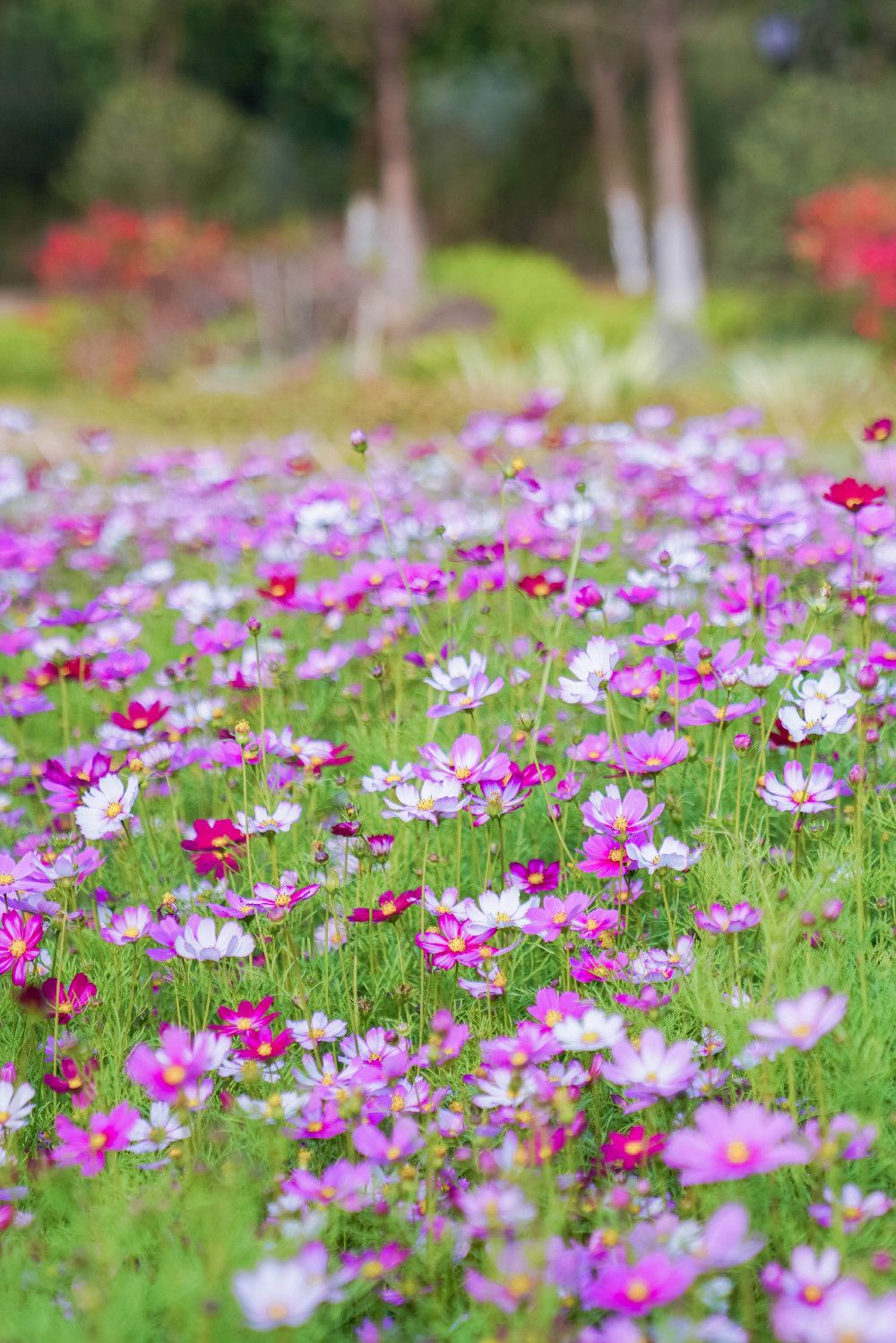 广州有片最适合踏青的花海快来一起看春天最美的样子