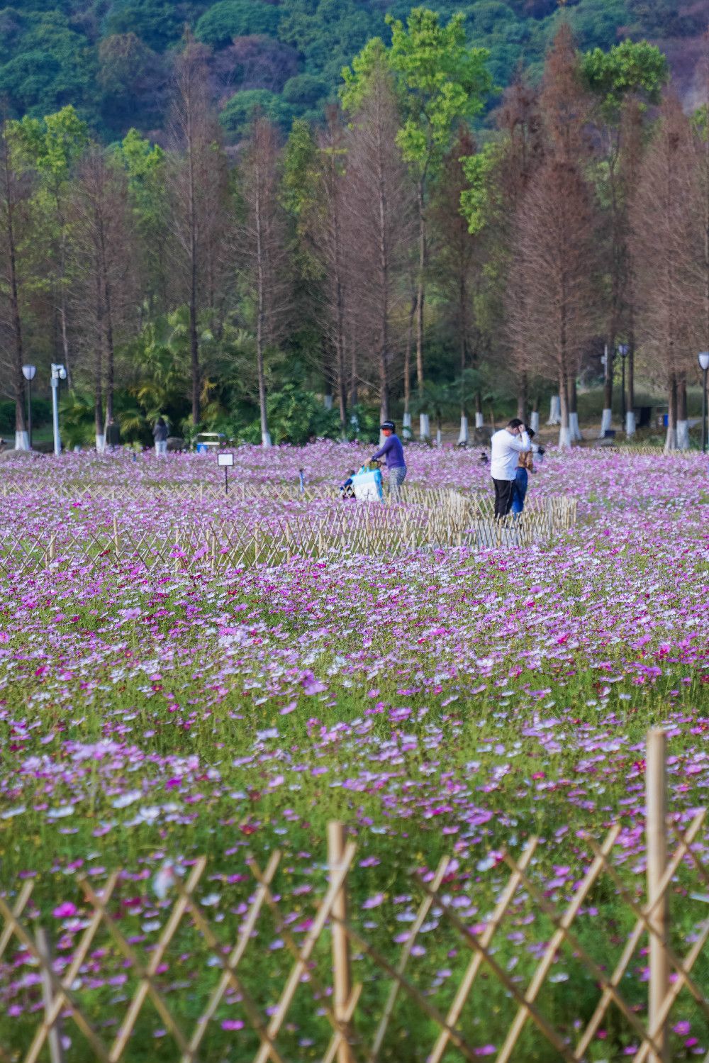 广州有片最适合踏青的花海快来一起看春天最美的样子