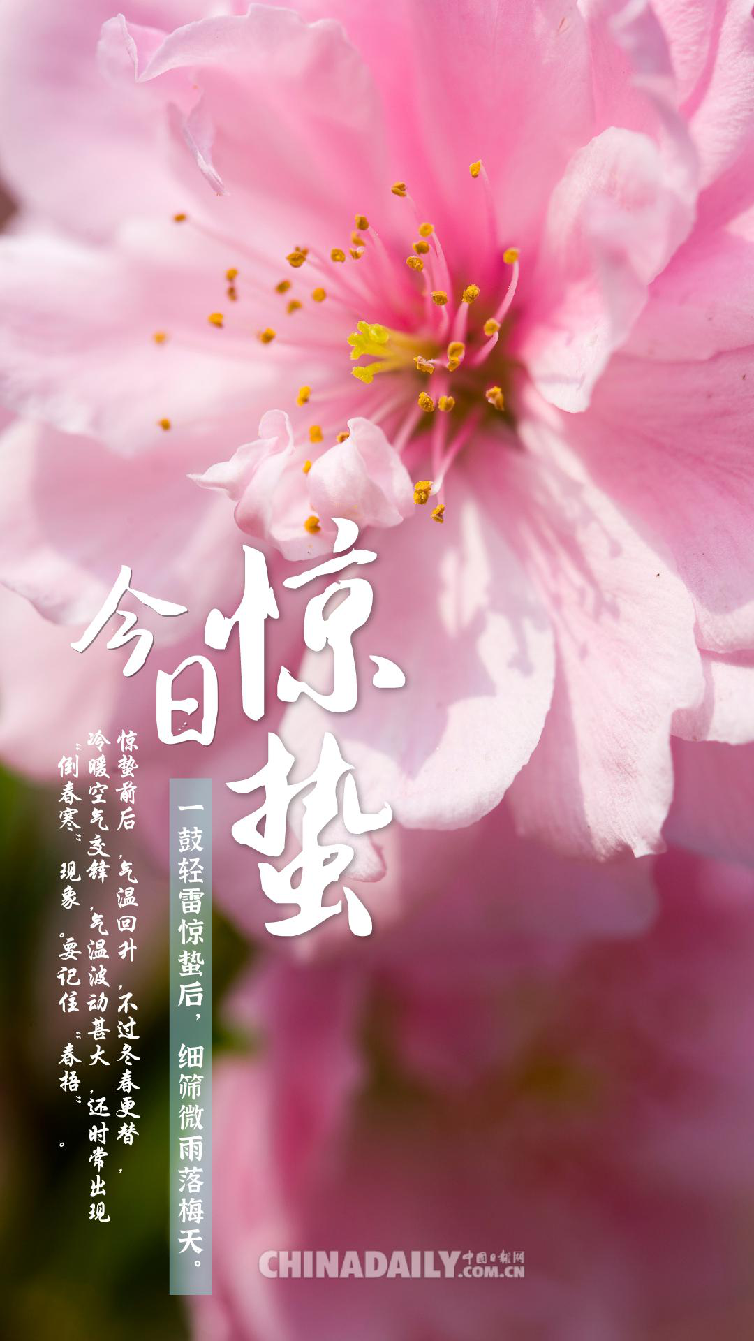 海报▏今日惊蛰万物复苏