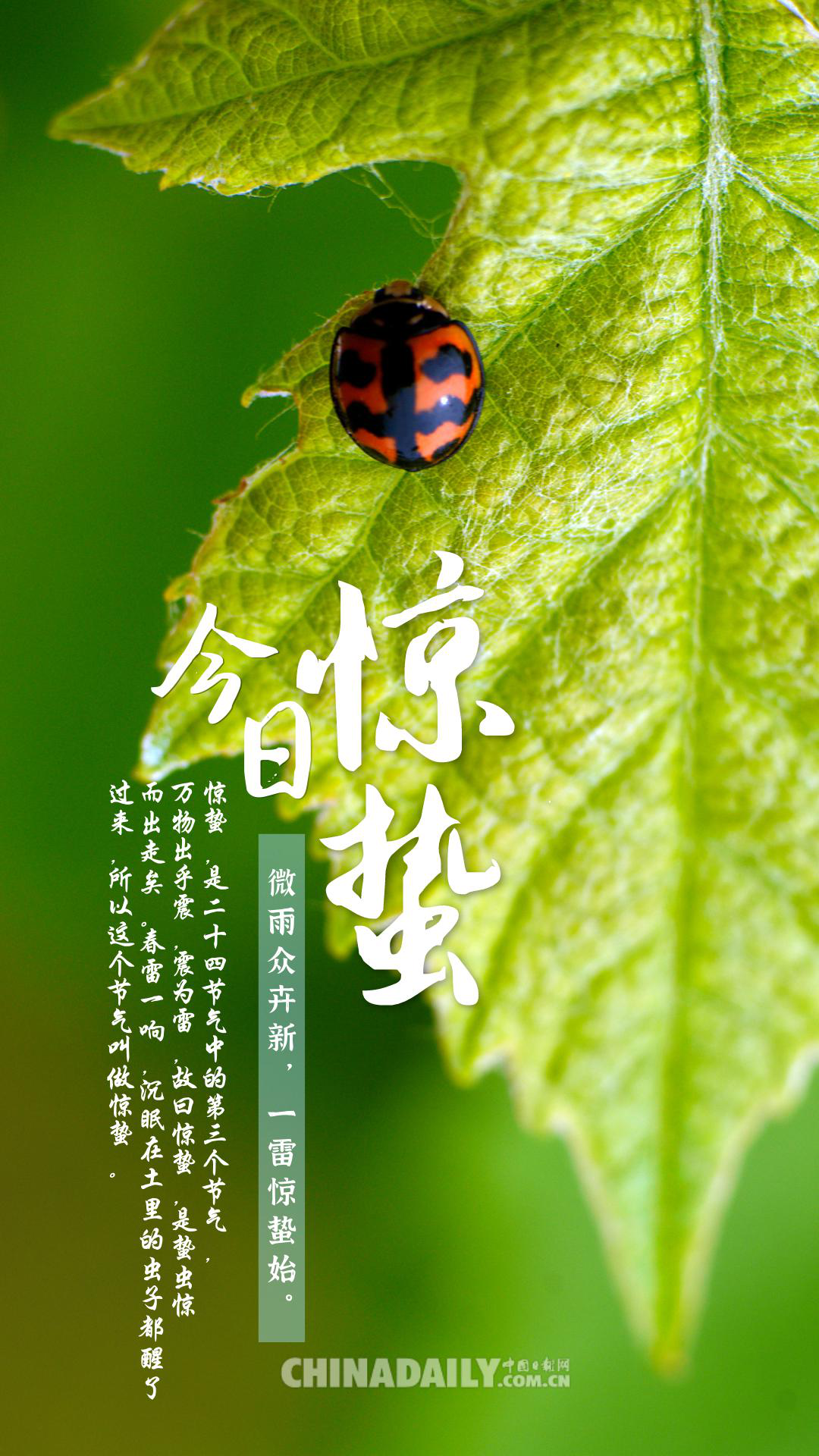 海报▏今日惊蛰万物复苏