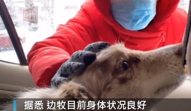 被拴了三年的边牧犬,看到救助人后激动地保住了小伙子的大腿休闲区蓝鸢梦想 - Www.slyday.coM 被拴了三年的边牧犬,看到救助人后激动地保住了小伙子的大腿休闲区蓝鸢梦想 - Www.slyday.coM