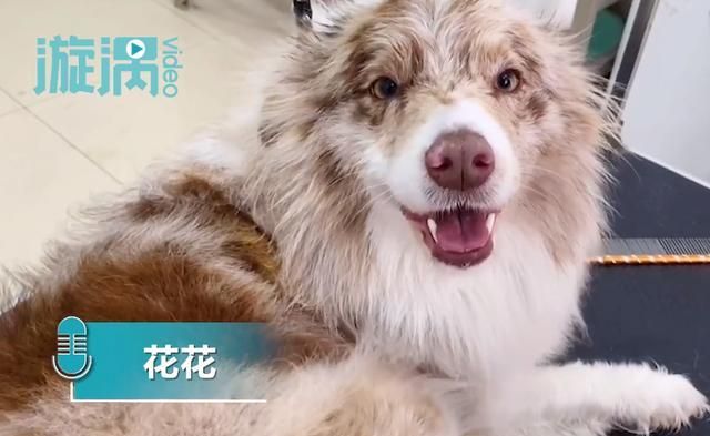 被拴了三年的边牧犬,看到救助人后激动地保住了小伙子的大腿休闲区蓝鸢梦想 - Www.slyday.coM 被拴了三年的边牧犬,看到救助人后激动地保住了小伙子的大腿休闲区蓝鸢梦想 - Www.slyday.coM