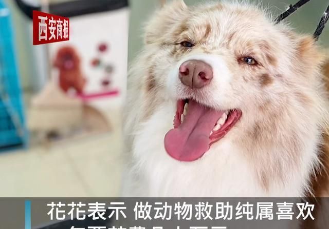 被拴了三年的边牧犬,看到救助人后激动地保住了小伙子的大腿休闲区蓝鸢梦想 - Www.slyday.coM 被拴了三年的边牧犬,看到救助人后激动地保住了小伙子的大腿休闲区蓝鸢梦想 - Www.slyday.coM