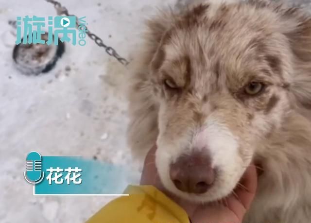 被拴了三年的边牧犬,看到救助人后激动地保住了小伙子的大腿休闲区蓝鸢梦想 - Www.slyday.coM 被拴了三年的边牧犬,看到救助人后激动地保住了小伙子的大腿休闲区蓝鸢梦想 - Www.slyday.coM