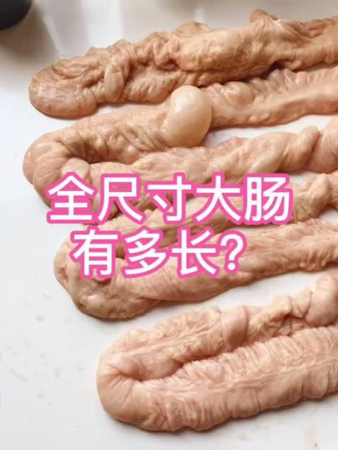 全尺寸的大肠有多长呢?我买了一根量了量
