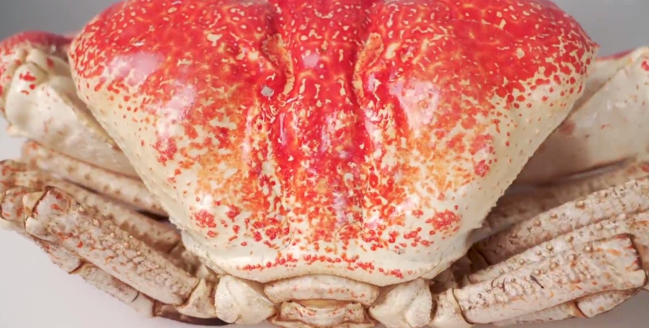 b站美食区质量最高的up主真下血本一万块买了只大螃蟹