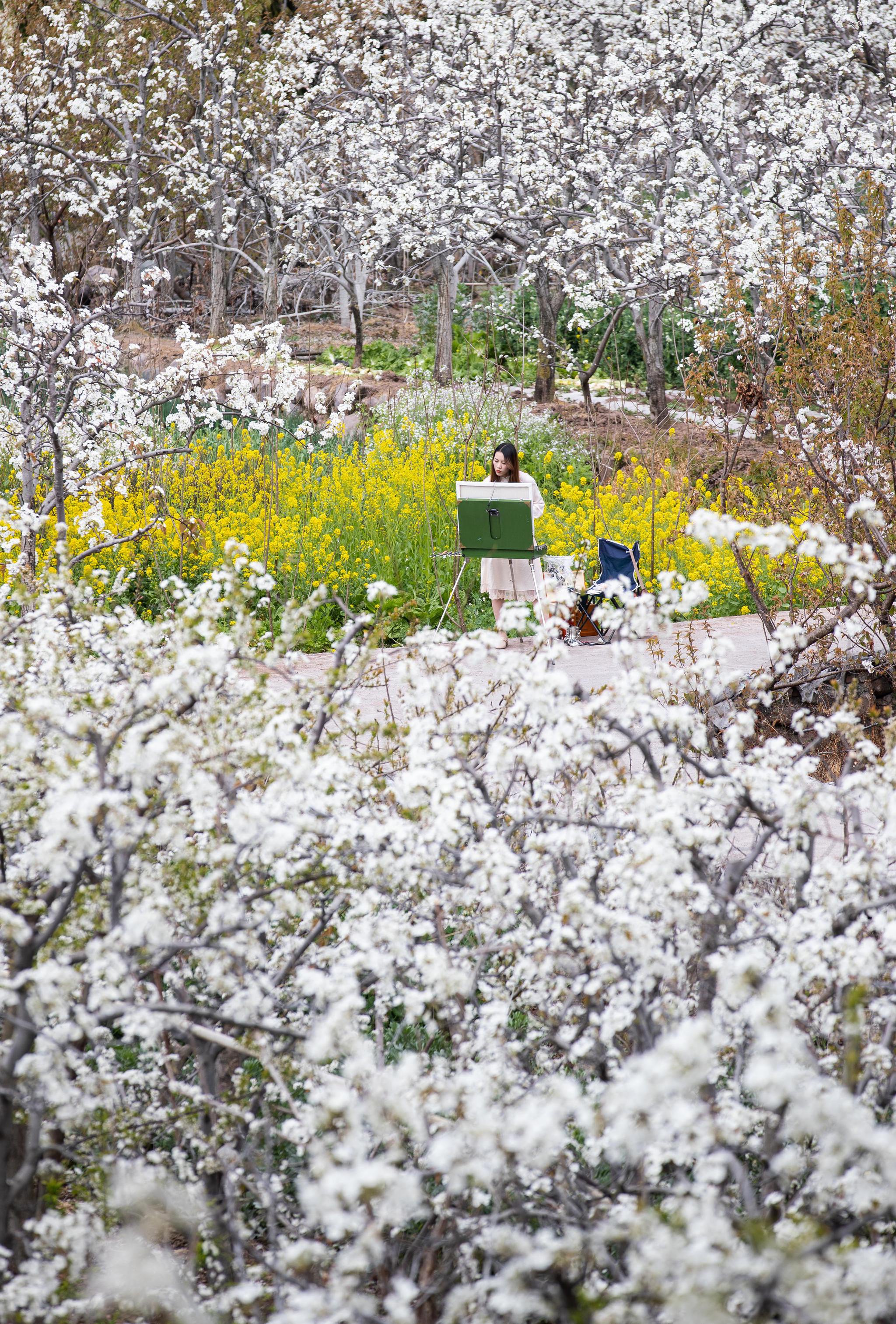 摄3月6日,在汉源县九襄镇三强村,来自成都的汉服爱好者在梨花林里喝茶