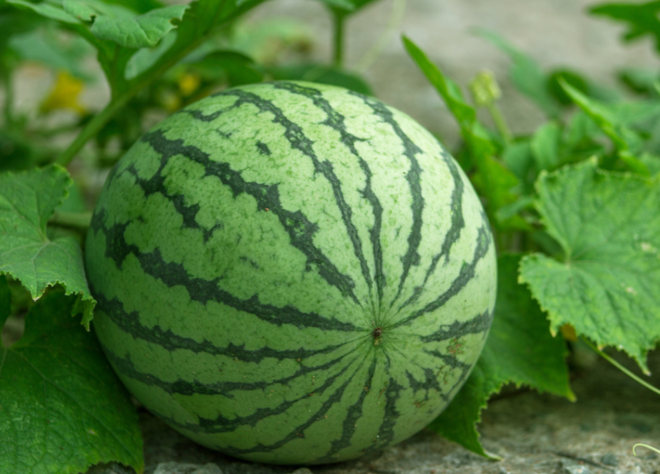 西瓜怎么挑挑西瓜零失误保证甜秘诀全都在这里