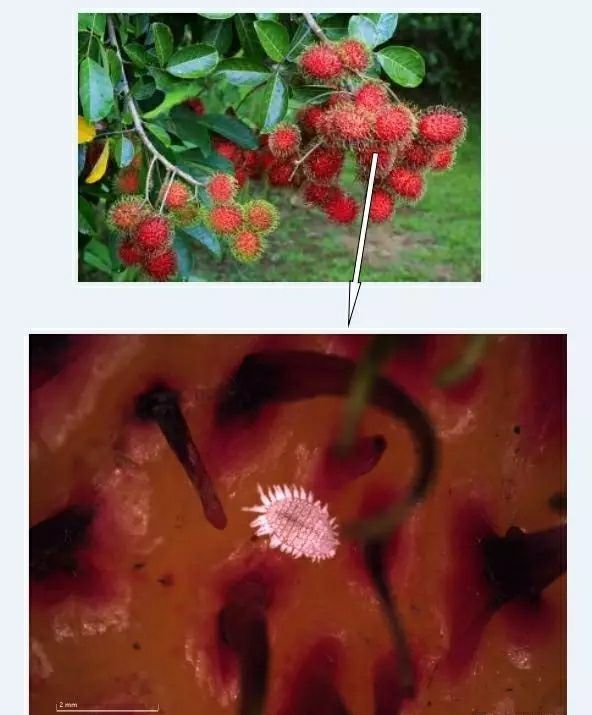 小小蚧壳虫有多厉害能直接引发台湾凤梨事件专家合情合理