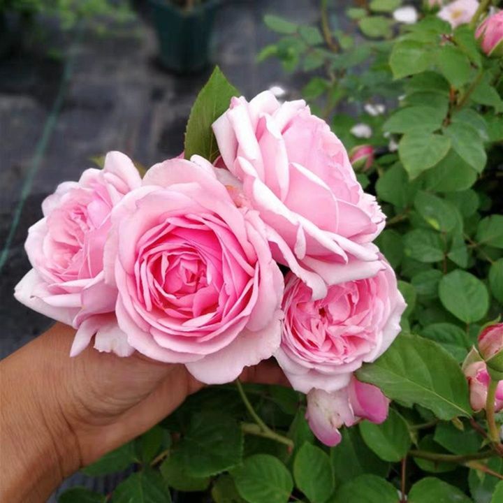 养花就养3种女神花价格便宜好养易活开花勤快