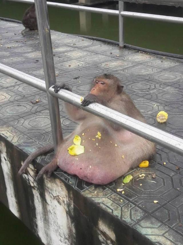 泰国曼谷一个动物的一只猴子最近因为体重严重超标,要被强制减肥.