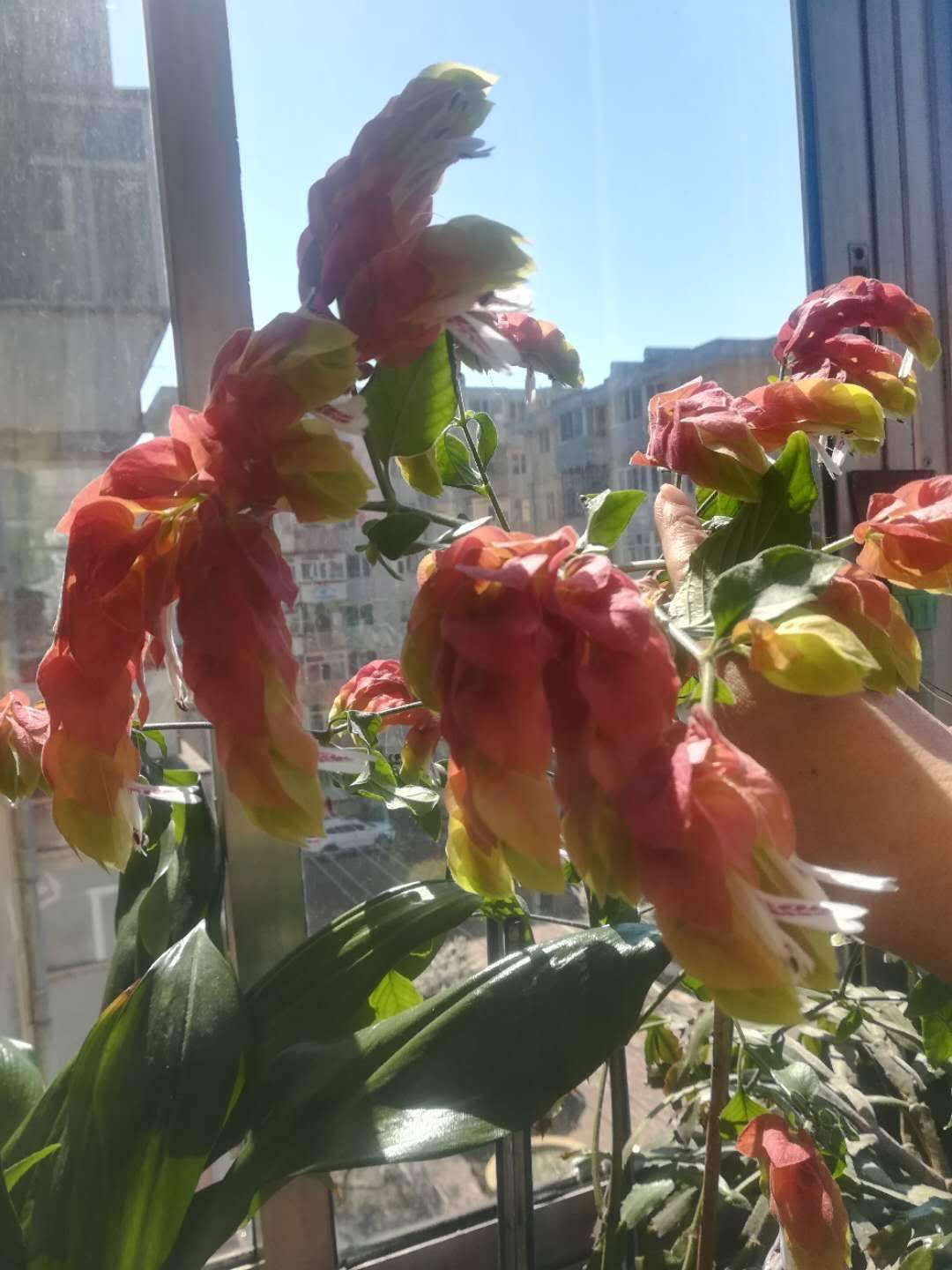 虾衣花不用买,在家就能繁殖,方法多样!