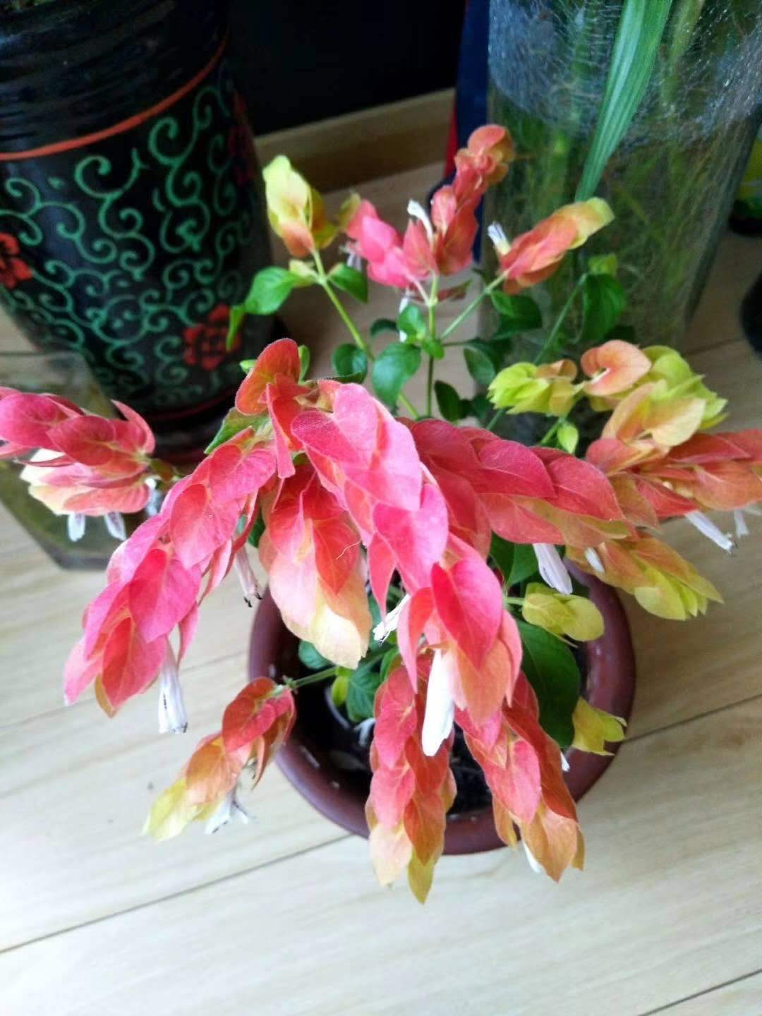 虾衣花不用买,在家就能繁殖,方法多样!