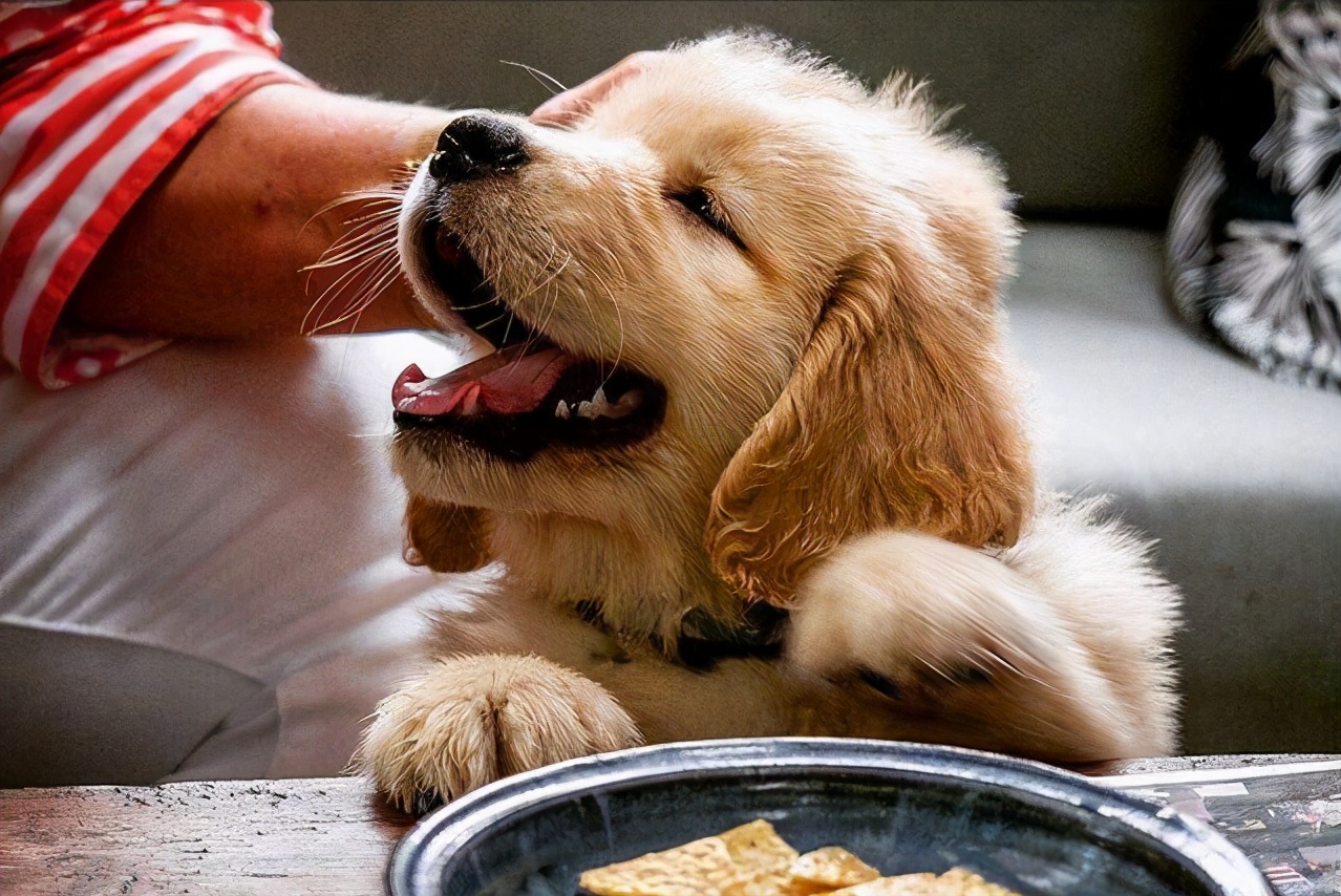 狗狗的粘人程度分六级快看看你家狗到哪个级别了