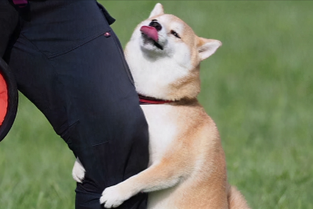 狗狗的粘人程度分六级快看看你家狗到哪个级别了