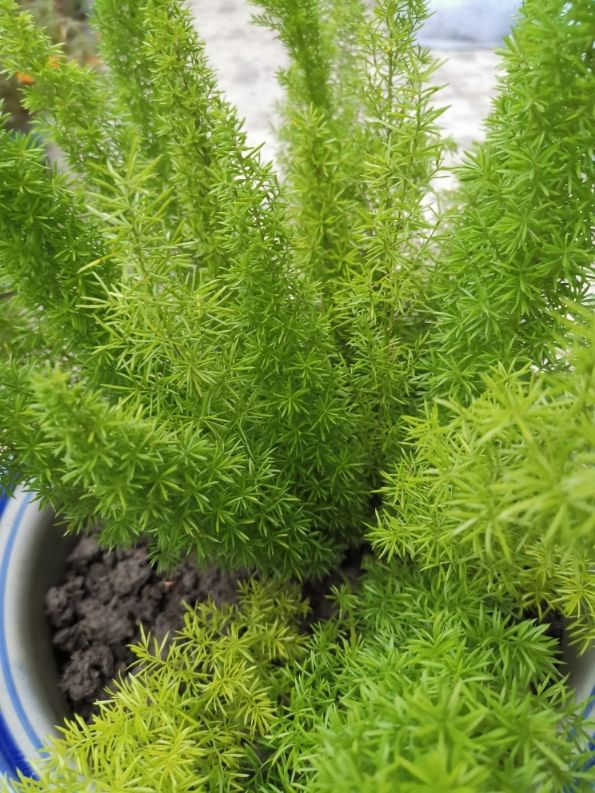 狐尾天门冬 1
