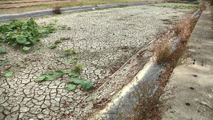 缺水危机!台湾水库见底影响耕种,民进党当局束手无策只能靠祈雨