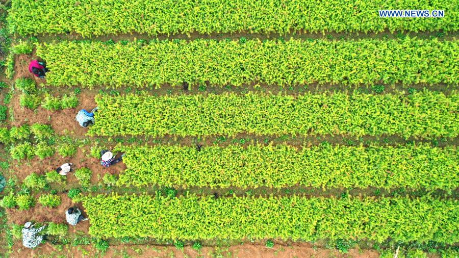 Aerial photo taken on March 7, 2021 shows villagers farming in Yaotian Town of Yongfeng County, Ji'an City, east China's Jiangxi Province. As temperature rises in spring, farmers are busy with farm work across China. (Photo by Liu Haojun/Xinhua)
