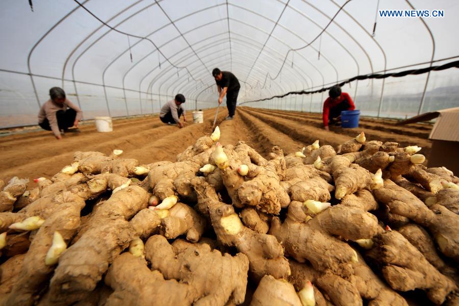 Farmers grow ginger in Shuiguo Town, Zaozhuang City, east China's Shandong Province, March 7, 2021. As temperature rises in spring, farmers are busy with farm work across China. (Photo by Sun Zhongzhe/Xinhua)