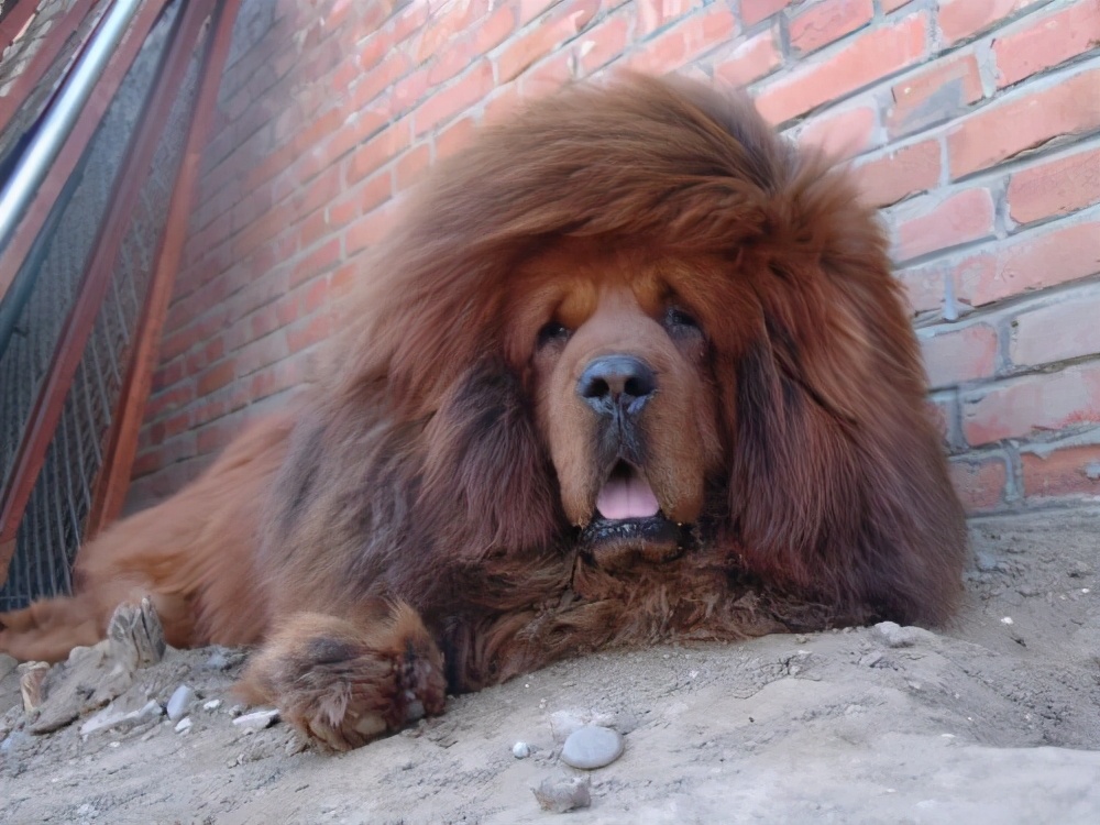 村里最厉害的一只狗,是金毛与藏獒的混血