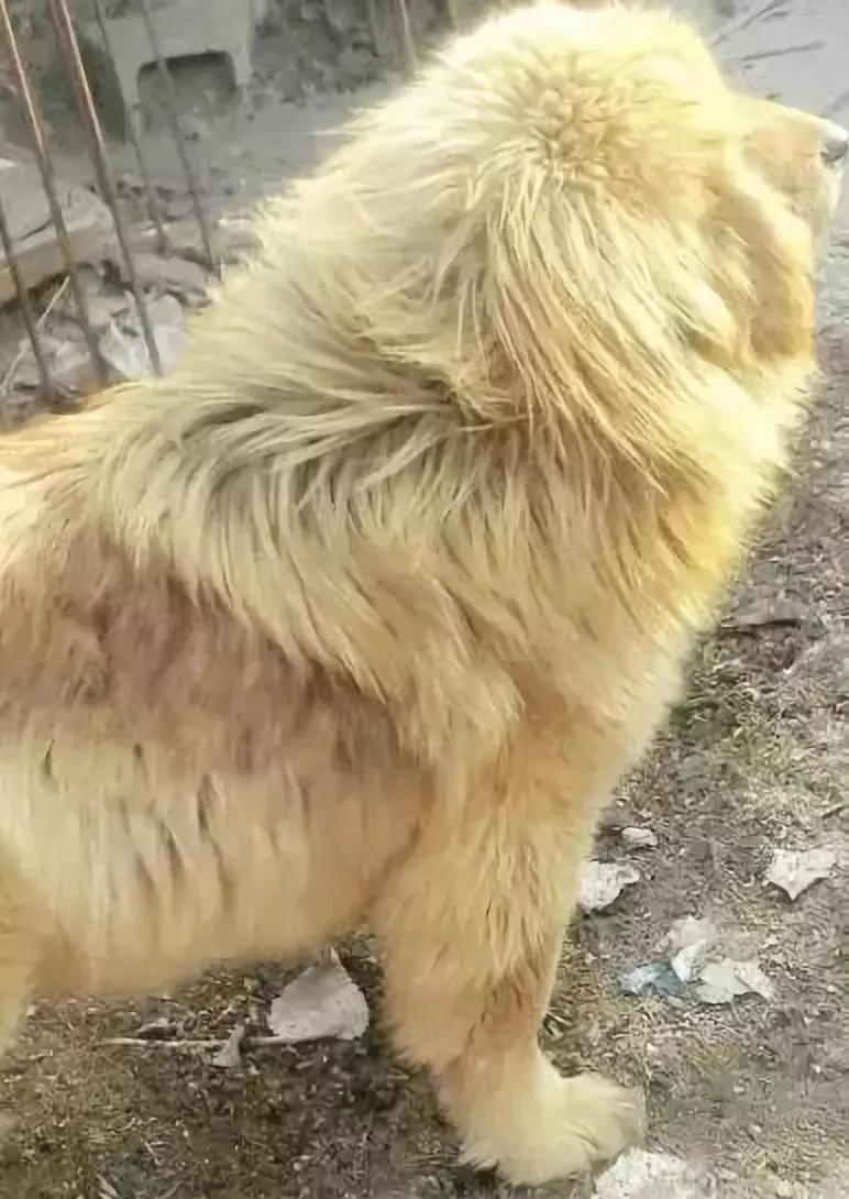 又有规定一户人家只能养一只狗,所以主人考虑再三最终留下了拉布拉多