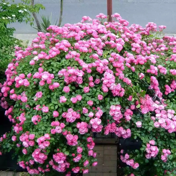藤本月季,天使安吉拉,一年四季花开满墙!