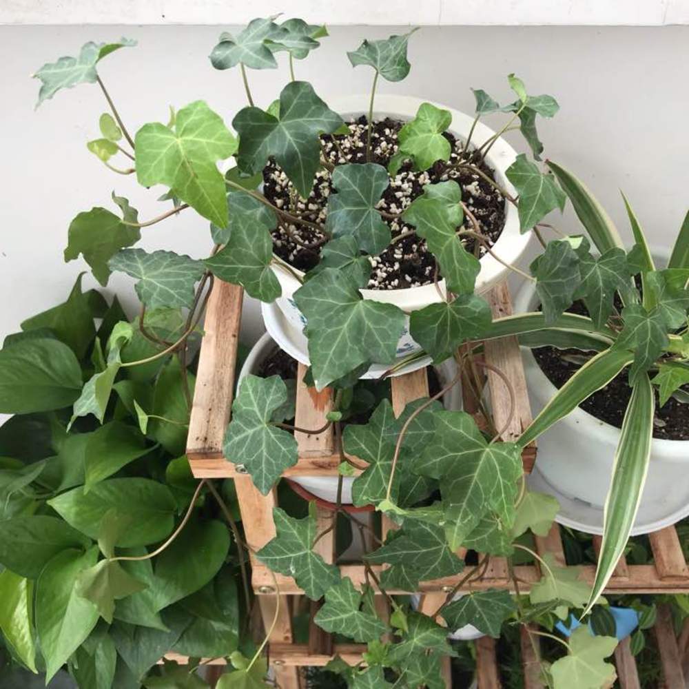 小花认为室内栽种一些爬藤植株,需要根据空间大小适当修剪一下枝叶