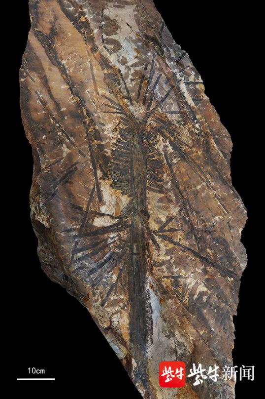 内蒙古发现亿年前瓢叶目植物化石