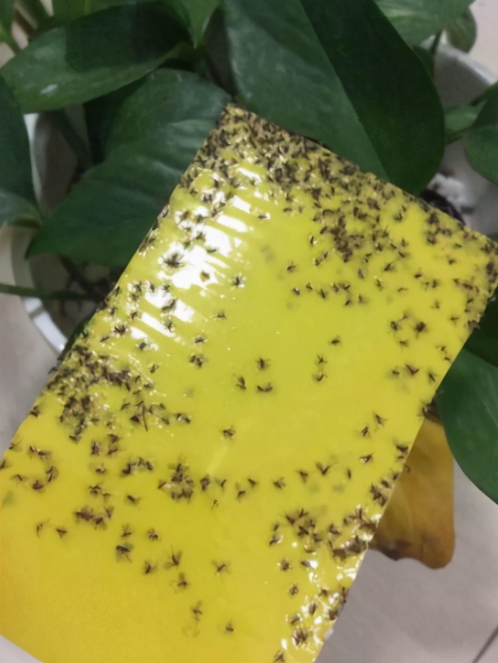 春天室内养花小飞虫到处飞教你3个去除方法看你选哪个